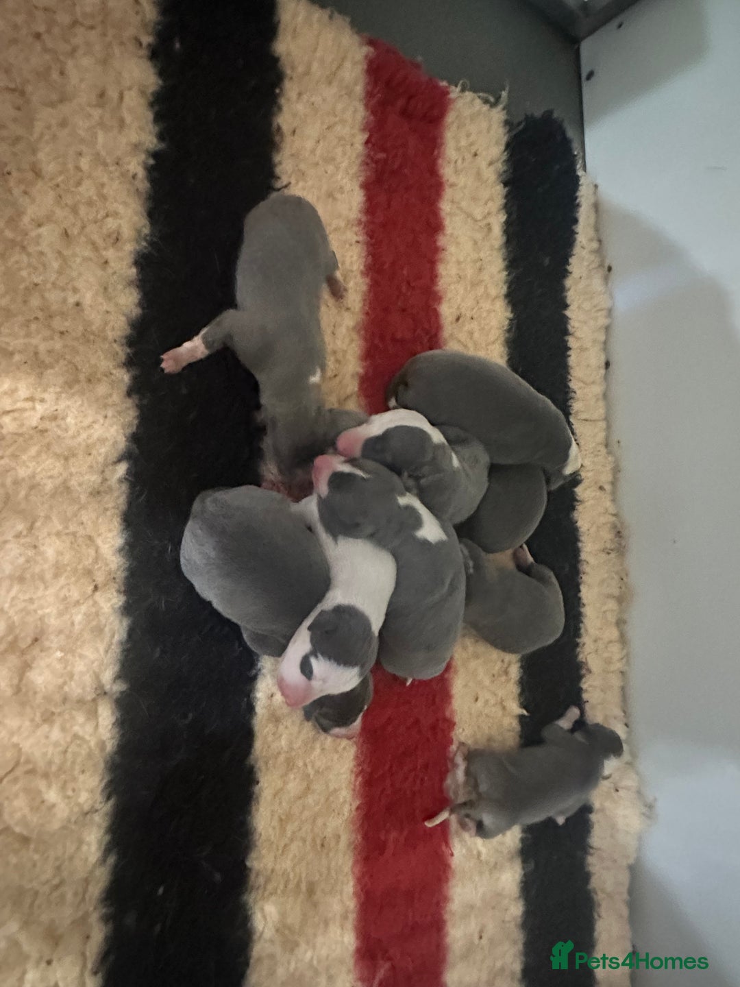 Whippet dogs for sale: Kc reg whippets Hear and eye tested parents  - Image 3