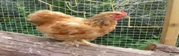 Chickens poultry for sale: Pekin Bantam Cockerels - Advert 7