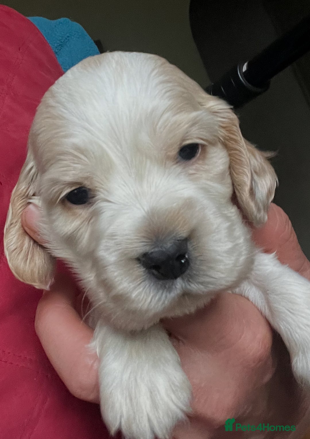 Cocker Spaniel dogs for sale: KC health tested hip scored Sable Roan Show Cocker - Image 9