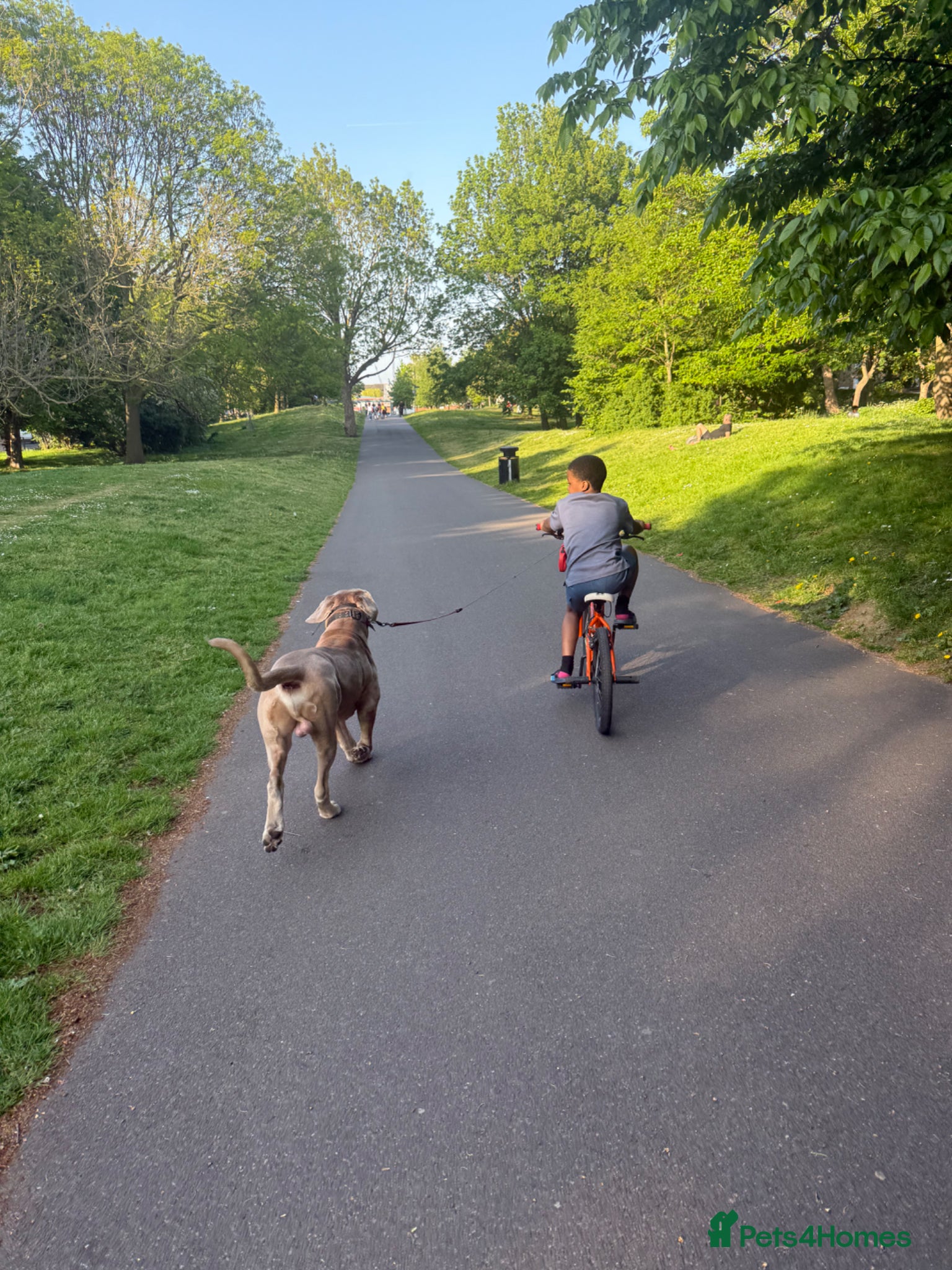 Cane Corso dogs for sale: Beautiful cane corso boy for sale  - Advert 3