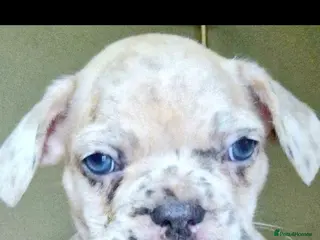 French Bulldog dogs Stunning litter of frenchies - Advert 11