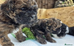 Shihpoo dogs for sale: F2 shihpoo puppies. - Image 18