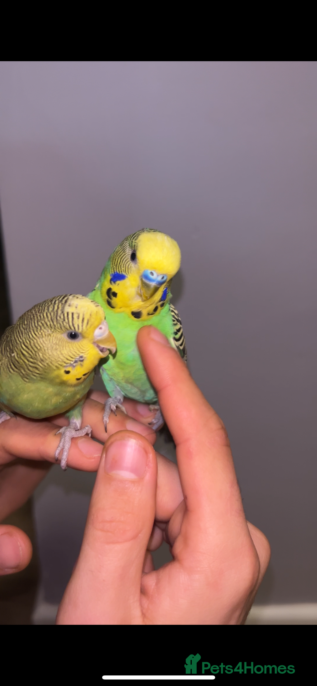 Budgerigars birds for sale: Fully tame bonded pair budgies  - Advert 4