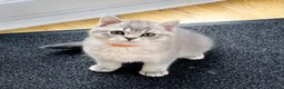 British Shorthair cats for sale: A Girl Available- GCCF/TICA British Shorthair  - Advert 24