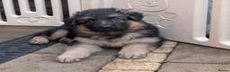 German Shepherd dogs for sale: Beautiful longhaired German Shepherds in Chorley - Advert 6