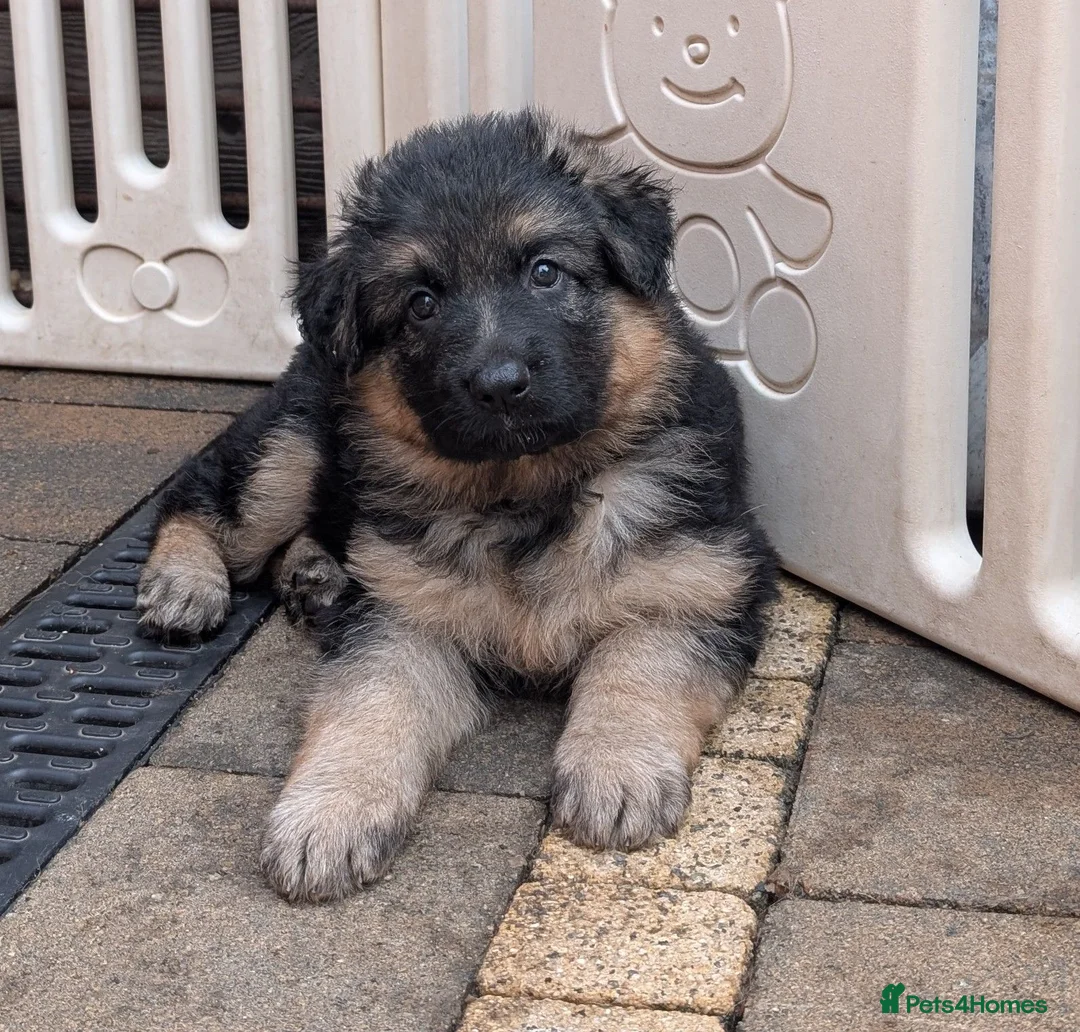German Shepherd dogs for sale: Beautiful longhaired German Shepherds in Chorley - Advert 6