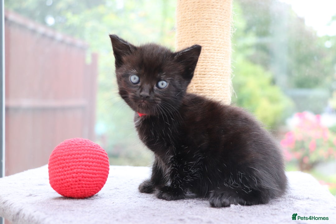 Mixed Breed cats for sale: Beautiful Kittens Looking For a New Home - Image 10