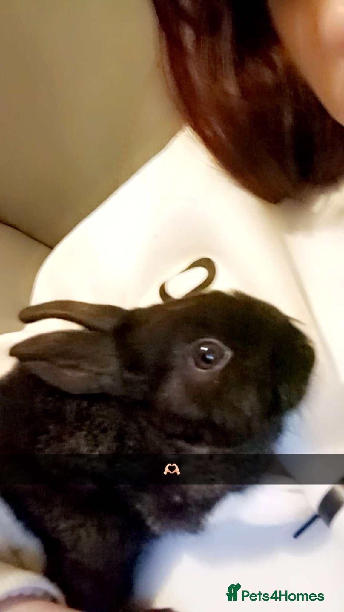 Argente rabbits Male rabbit 2 years old  - Advert 14