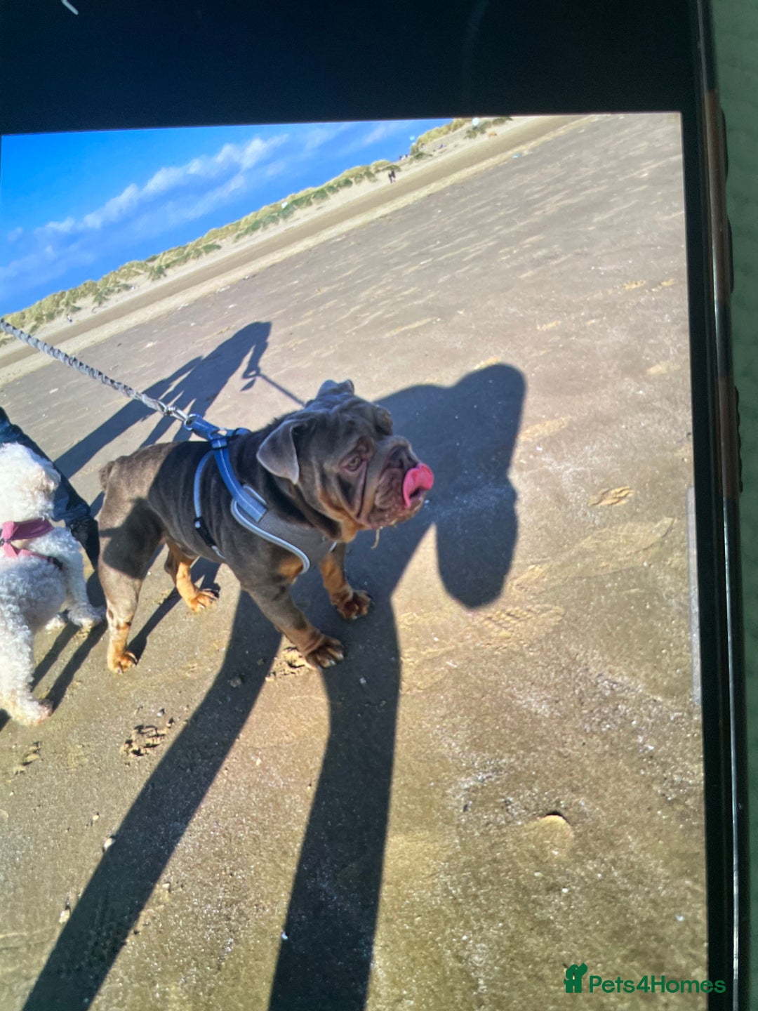 English Bulldog dogs for sale: Our beautiful English bulldog for sale - Image 3