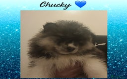 Pomsky dogs for sale: Pomsky Puppies - Image 3