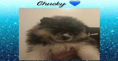 Pomsky dogs - Advert 6