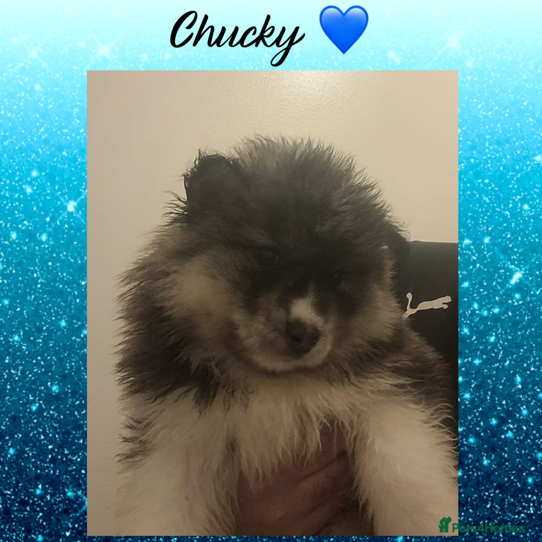 Pomsky dogs for sale: Pomsky Puppies - Image 3