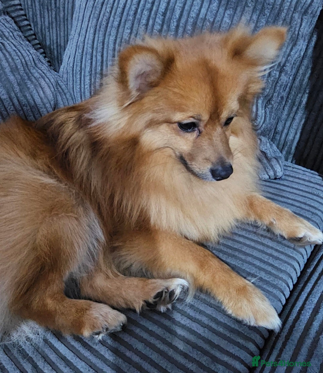 Pomeranian dogs for sale: 2 dogs needing to be rehomed. - Image 8