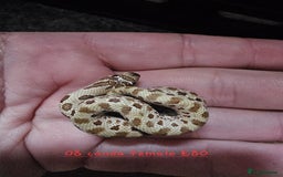 Snake reptiles for sale: Western Hognose Snakes Cb25 - Image 9