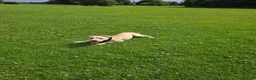 Mixed Breed dogs for sale: Labstaff in Wallington - Advert 1
