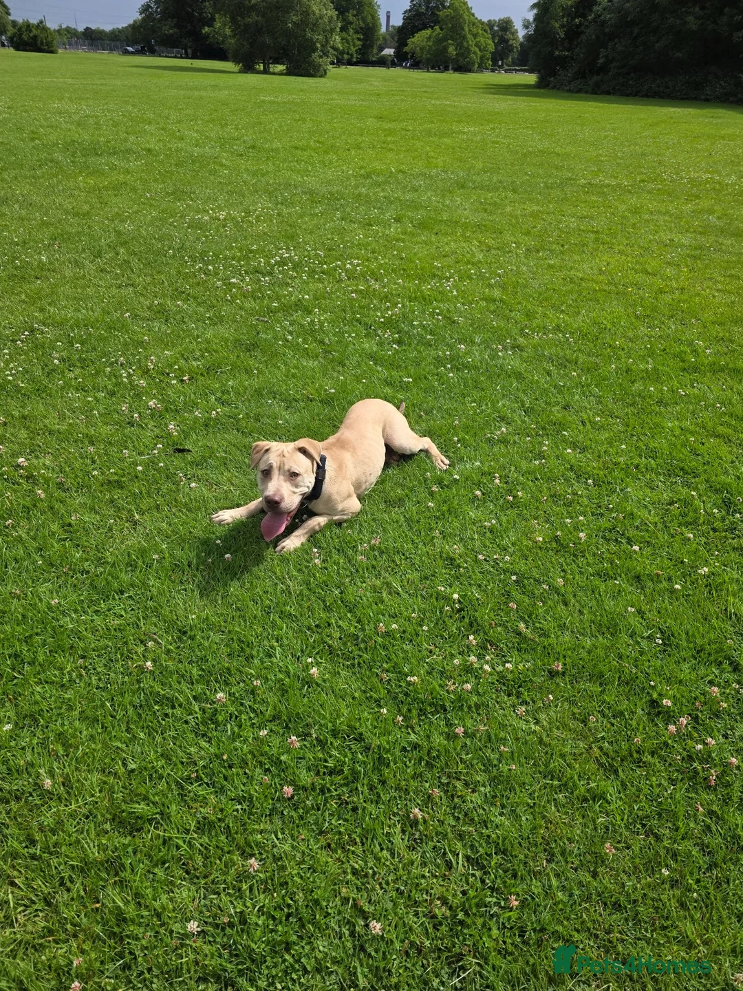 Mixed Breed dogs for sale: Labstaff in Wallington - Advert 1