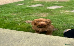 Cockapoo dogs for sale: READY NOW red cockapoos  - Image 4