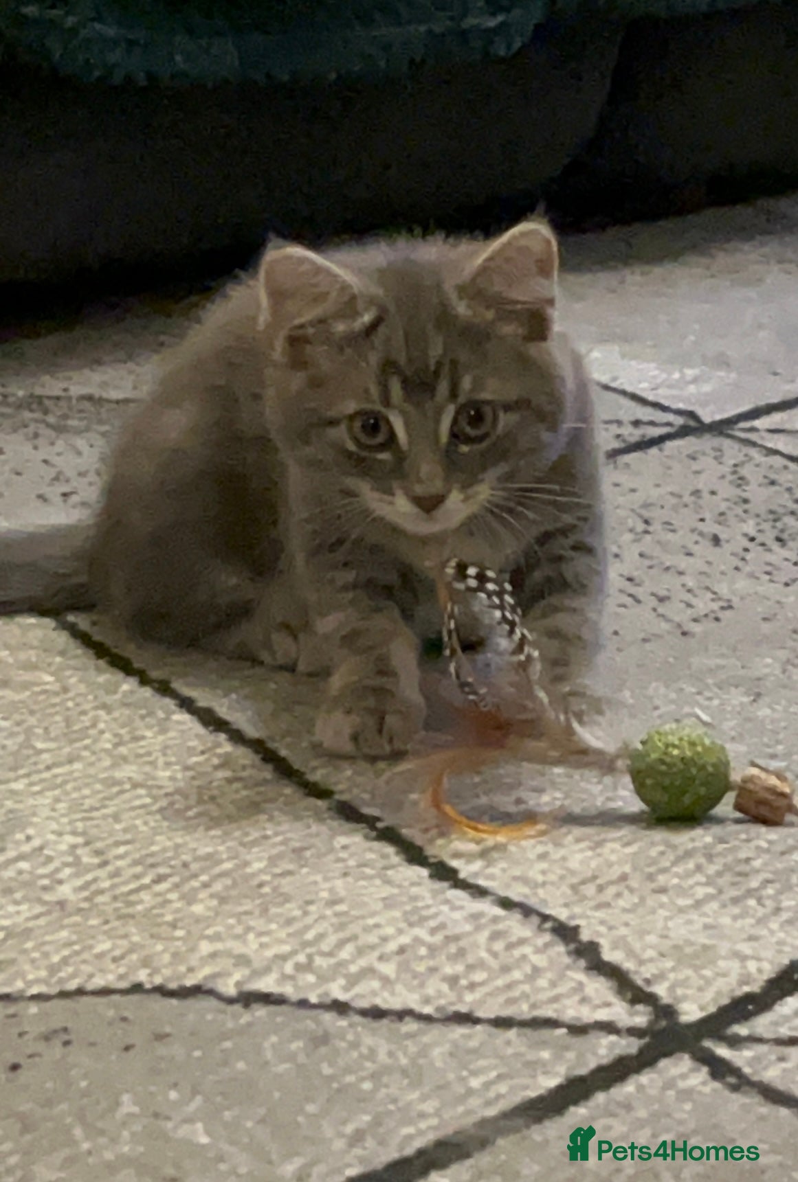 Mixed Breed cats Mixed Breed kittens - Advert 5