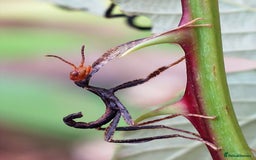 Stick Insects invertebrates for sale: Macleays Spectre Stick Insect nymphs for sale. - Image 2