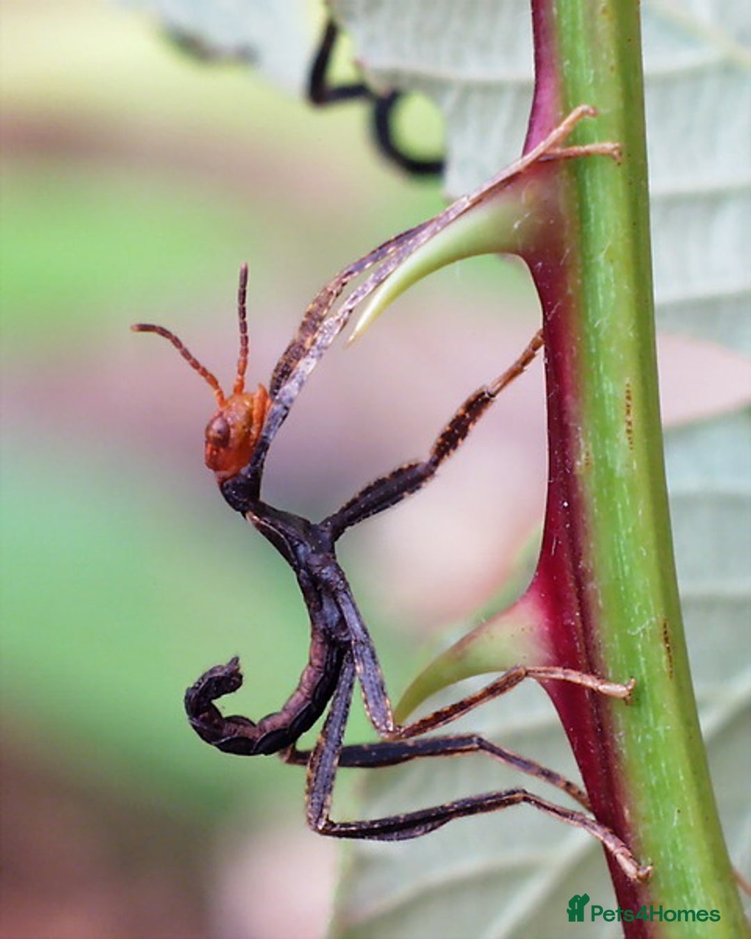 Stick Insects invertebrates for sale: Macleays Spectre Stick Insect nymphs for sale. - Image 2