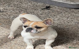 French Bulldog dogs for sale: Female frenchy - Image 5