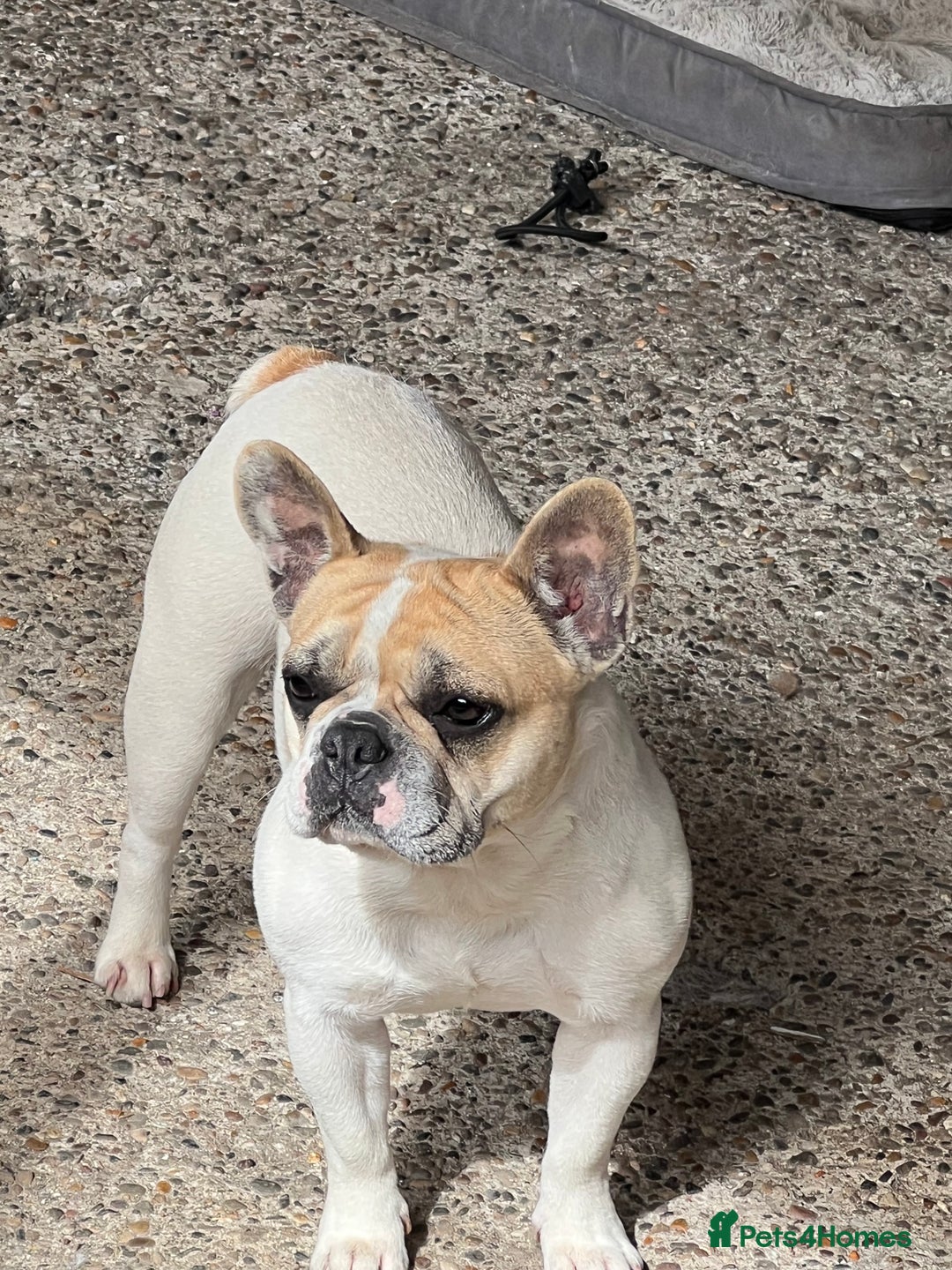 French Bulldog dogs for sale: Female frenchy - Image 5