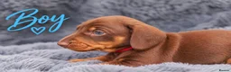 Miniature Dachshund dogs for sale: ❤️KC registered 8 Miniature Dachshund Puppies ❤️ - Advert 8