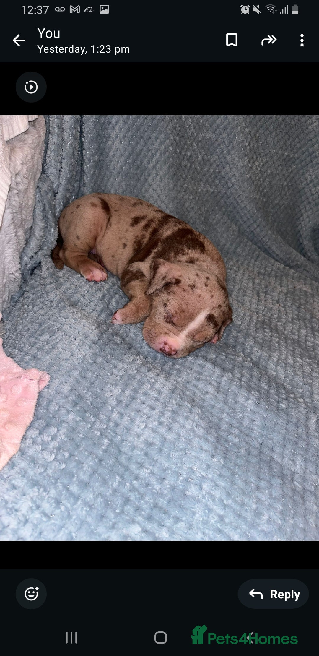 Mixed Breed dogs for sale: Staffy mixed  - Advert 5