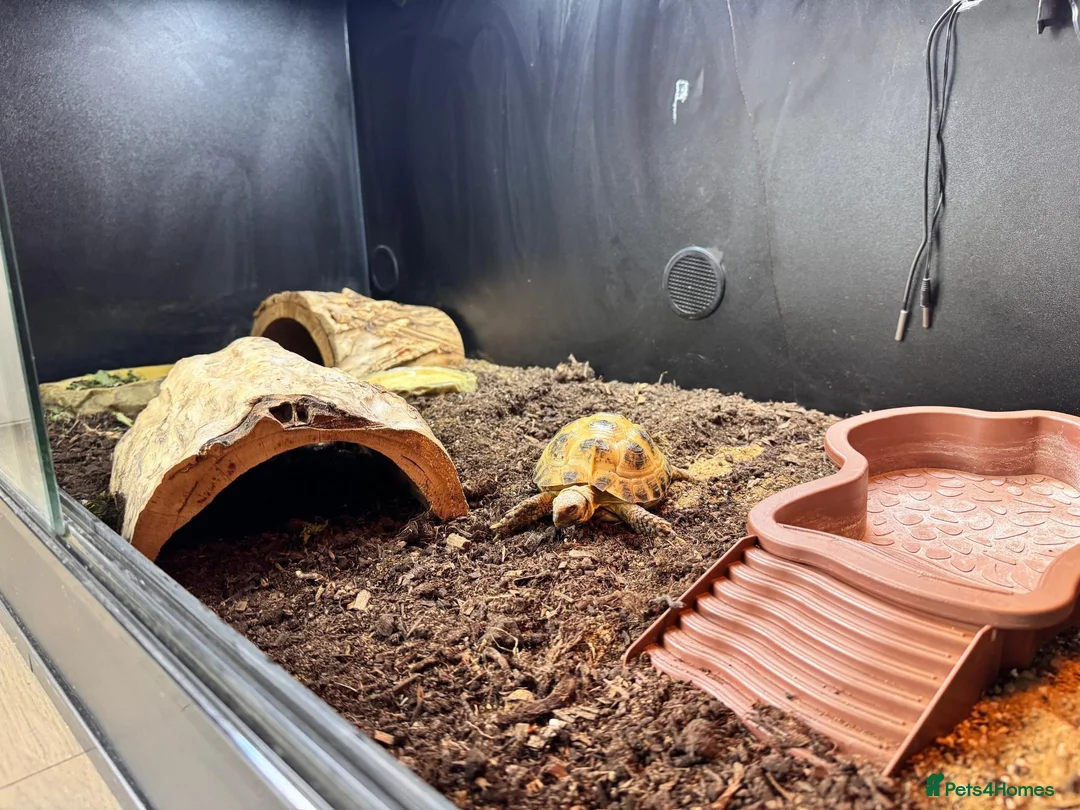 Tortoise reptiles for sale: Horsefield Turtle + Enclosure, lamp, thermometer - Advert 4