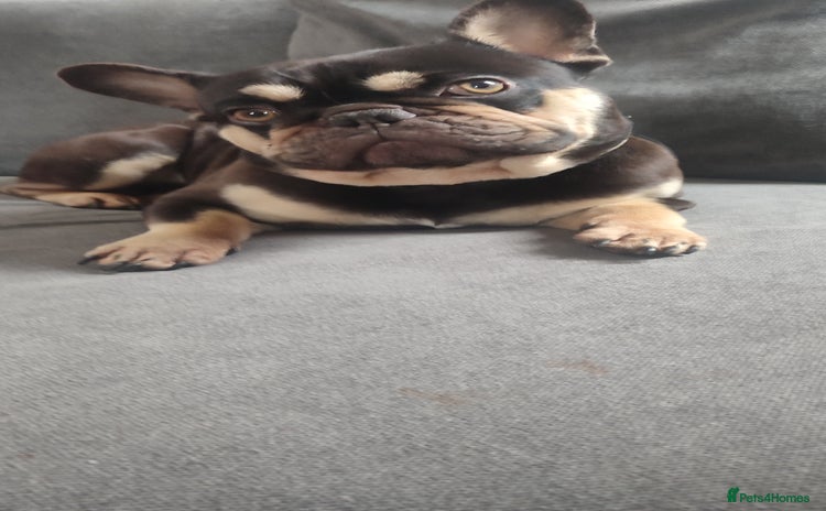 French Bulldog dogs KC French Bulldog - Advert 1