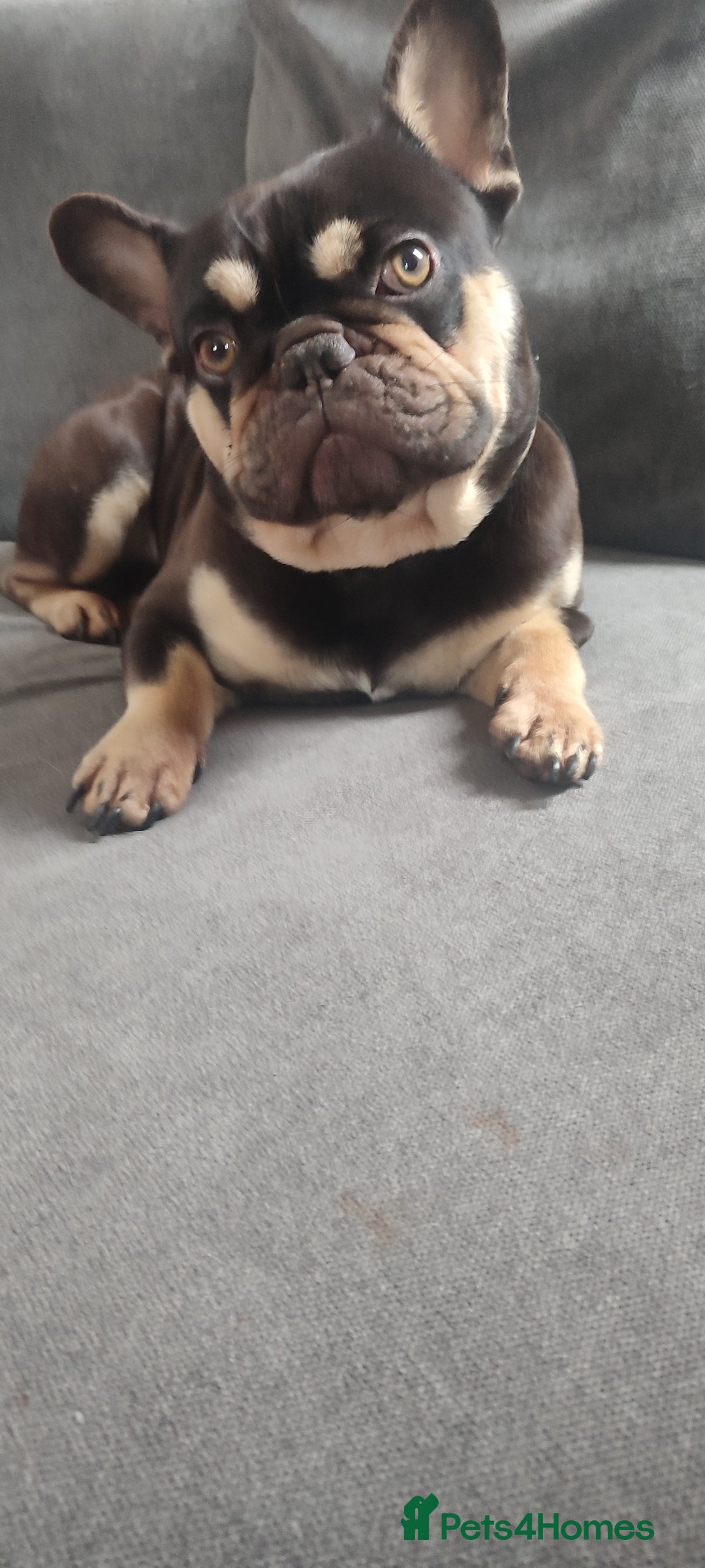 French Bulldog dogs for stud: KC French Bulldog - Advert 1