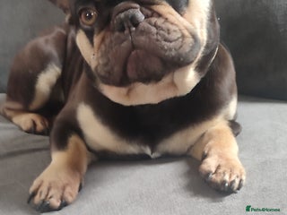 French Bulldog dogs KC French Bulldog - Advert 1