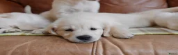Golden Retriever dogs for sale: Quality Health Tested KC Golden Retrievers - Advert 9