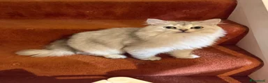 Rosie 