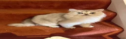 British Longhair cats for sale: Pure British Longhair Female  - Advert 9