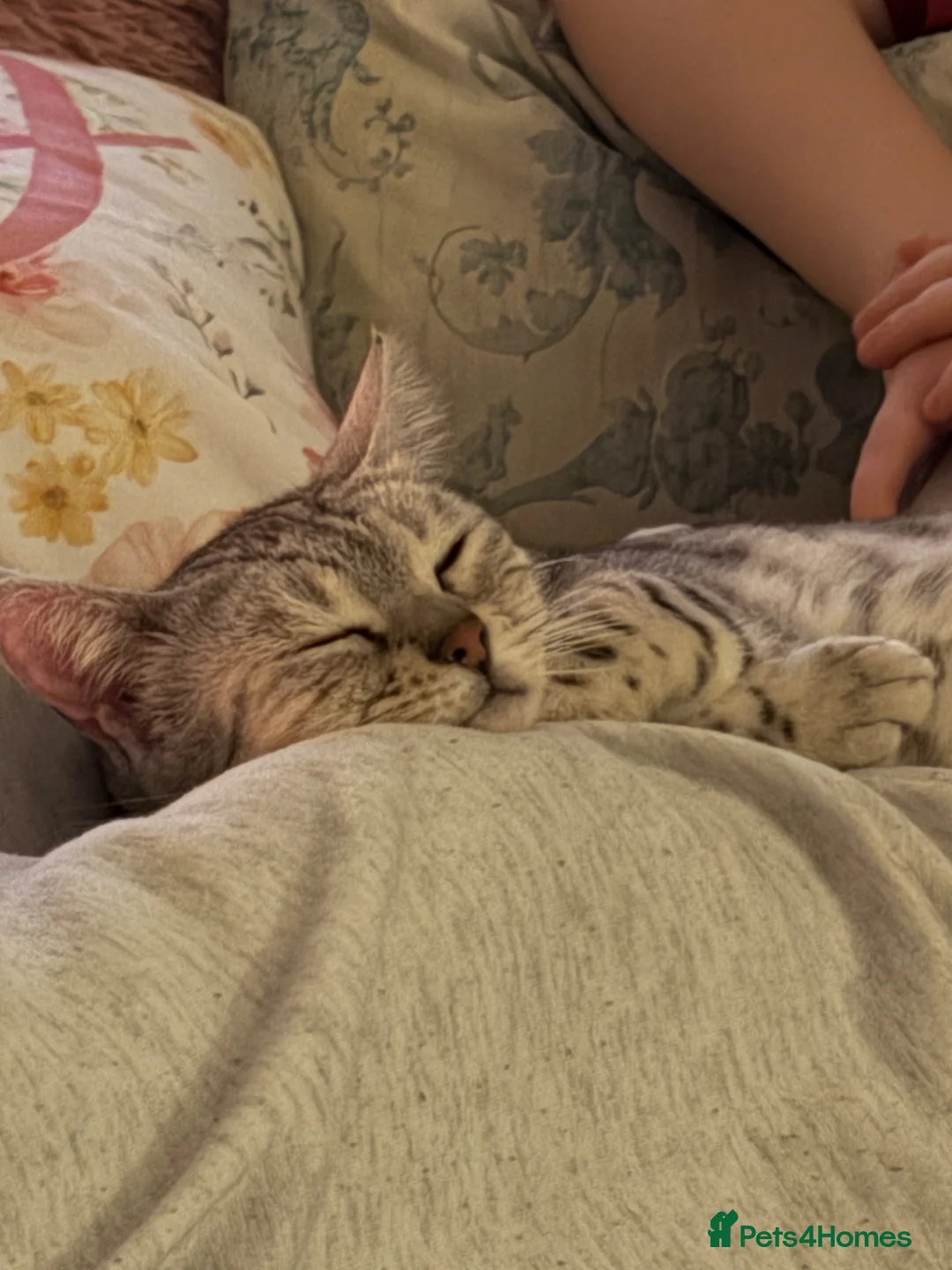 Egyptian Mau cats for sale: Beautiful Egyptian Mau Cat in South Croydon - Advert 2