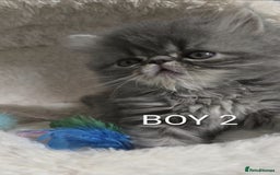 Persian cats for sale: 4 Persian Kittens - Image 3