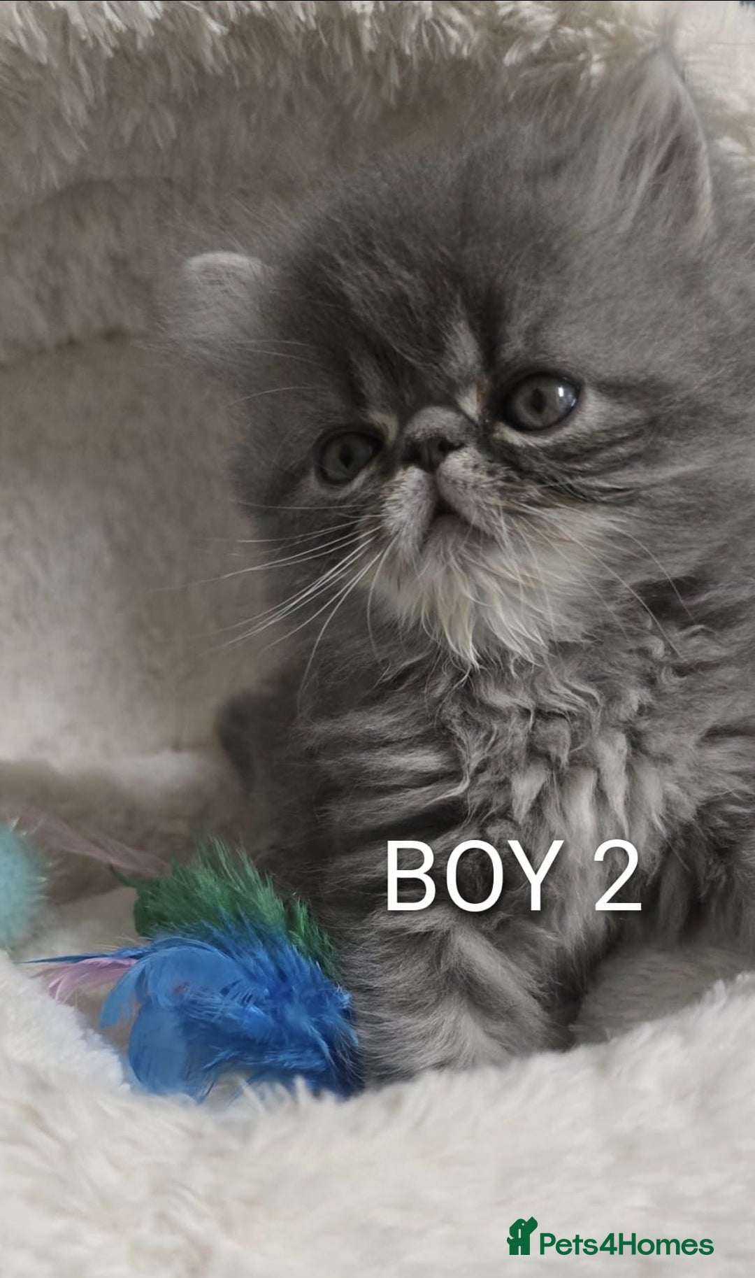 Persian cats for sale: 4 Persian Kittens - Image 3