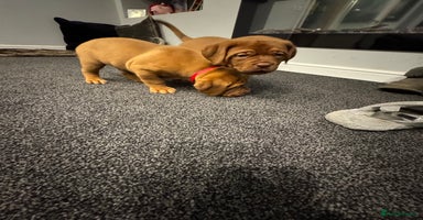 Dogue De Bordeaux dogs Excellent home bred pups - Advert 13