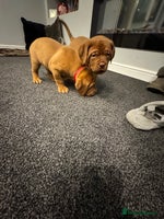 Dogue De Bordeaux dogs Excellent home bred pups - Advert 1