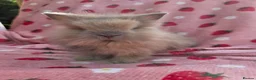 Lionhead rabbits for sale: Fluffy Teddy lion head x Angora ☆8weeks ready now - Advert 8