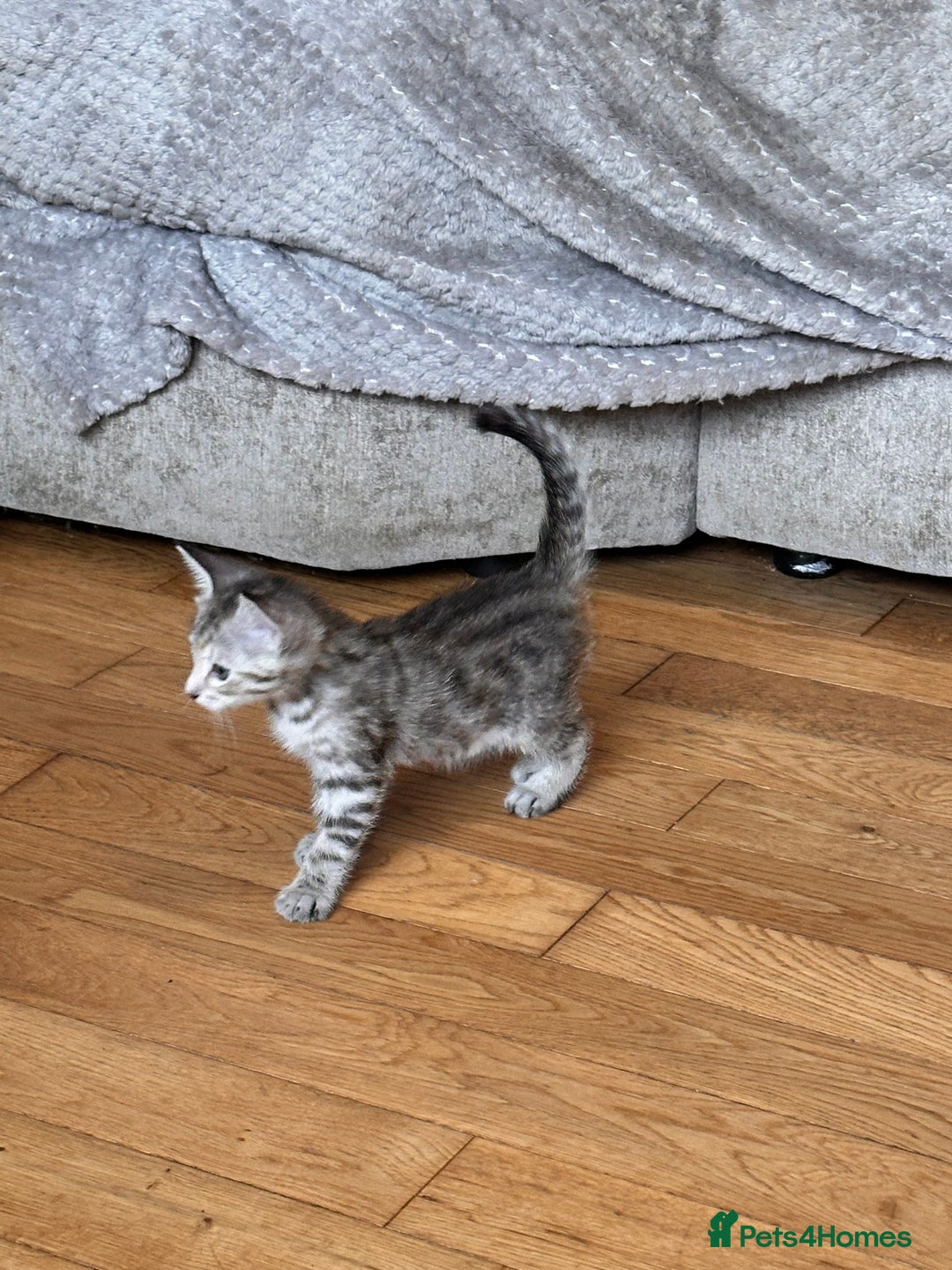Savannah cats for sale: F4 Savannah kittens  - Advert 31