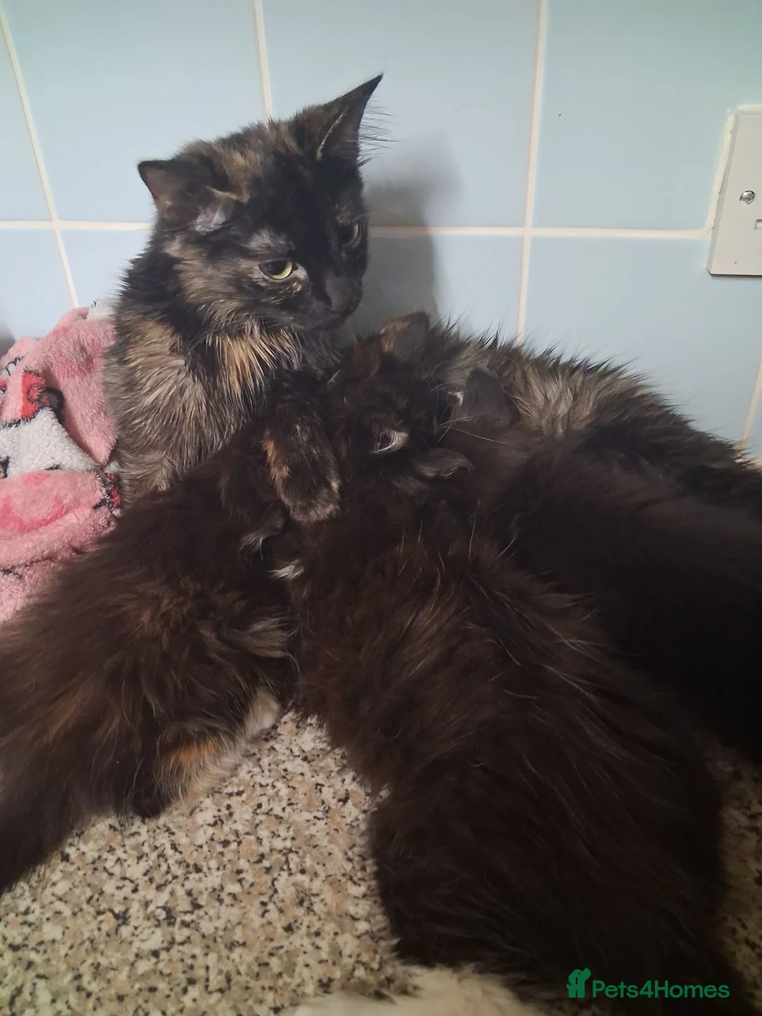 Mixed Breed cats for sale: 3 kittens 8 weeks old ready for forever homes  - Advert 11