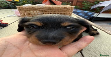 Miniature Dachshund dogs - Advert 4