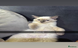 Ragdoll cats for sale: Bluepoint ragdolls  - Image 11