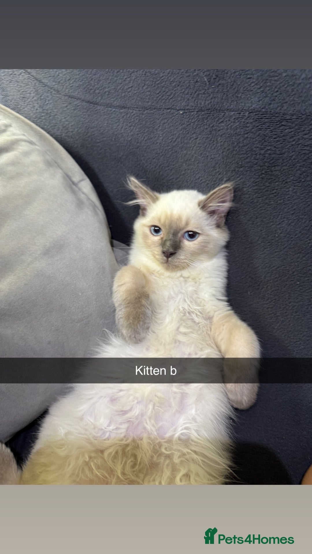 Ragdoll cats for sale: Bluepoint ragdolls  - Image 11