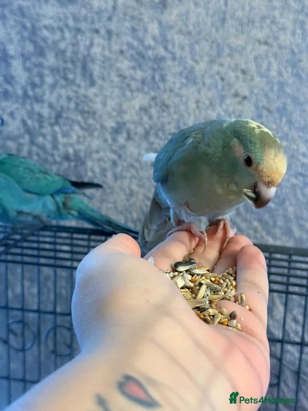 Parrots birds for sale: 2 hand reared kakarikis for sale in Bedlington - Advert 7