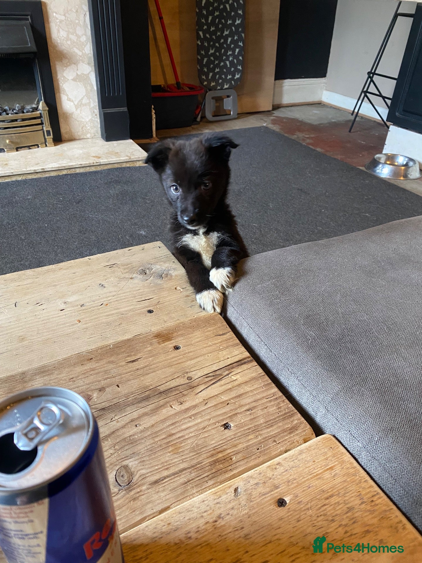 Mixed Breed dogs 1 beautiful Pomsky x girls left !!! - Advert 18