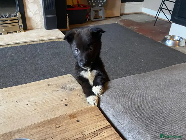 Mixed Breed dogs for sale: Reduced !! 1 beautiful Pomsky x girls left !!! - Advert 8