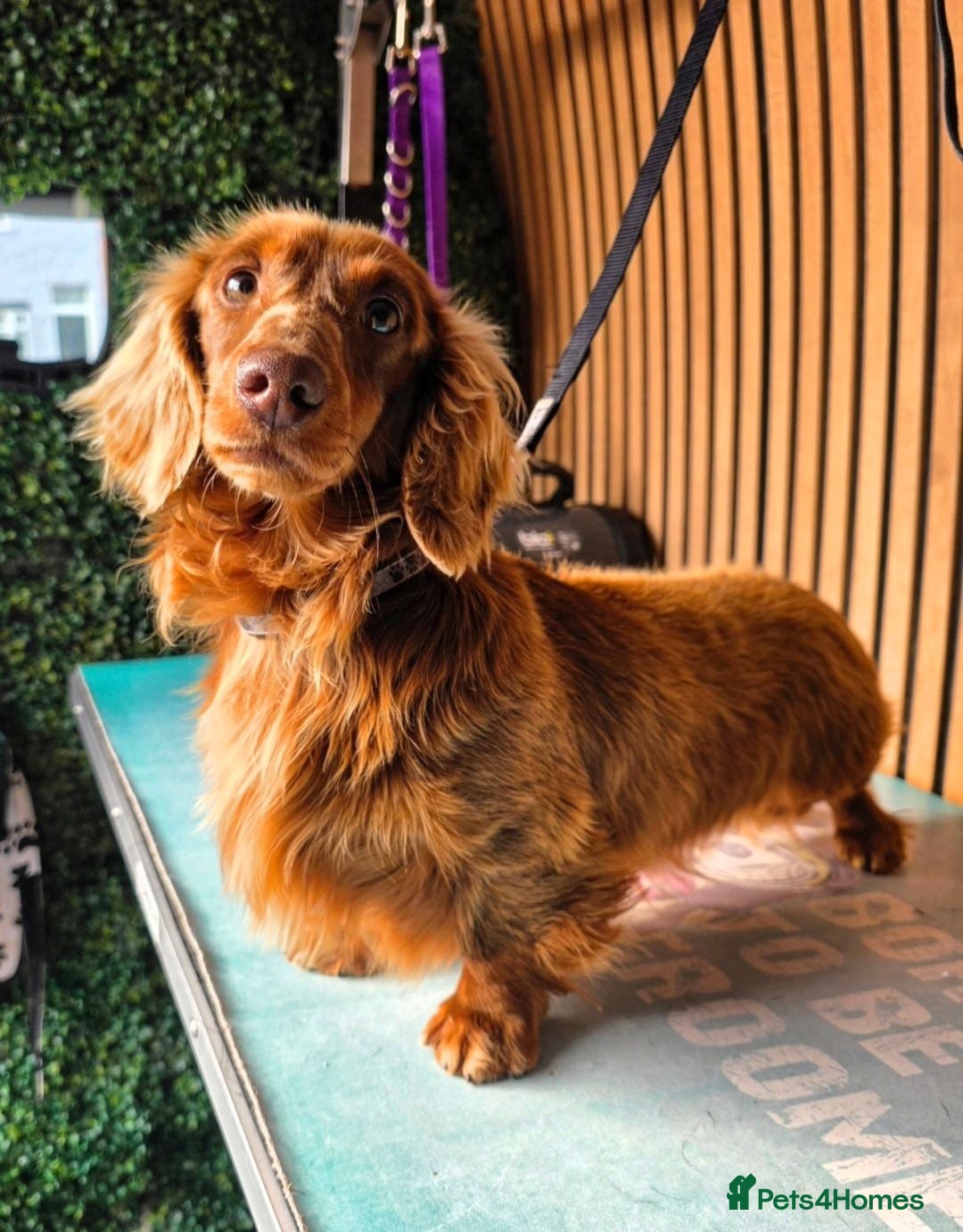 Miniature Dachshund dogs **RogueRoyales Stud Cartier** PRA Clear  - Advert 8